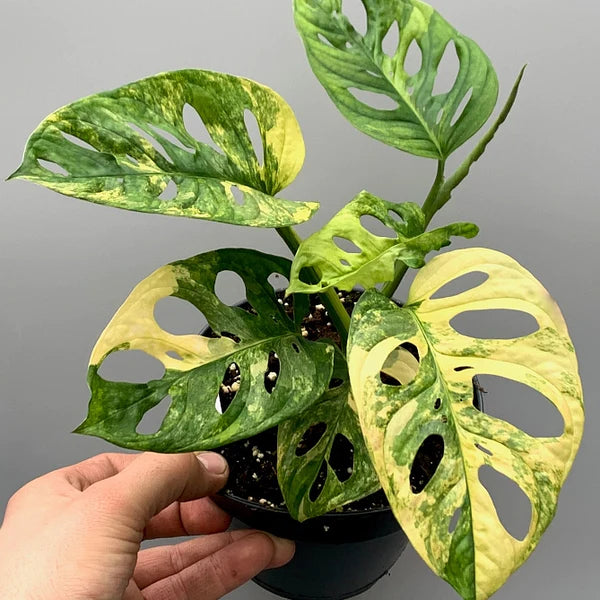 MONSTERA Andansonii 'Variegata' Aureum