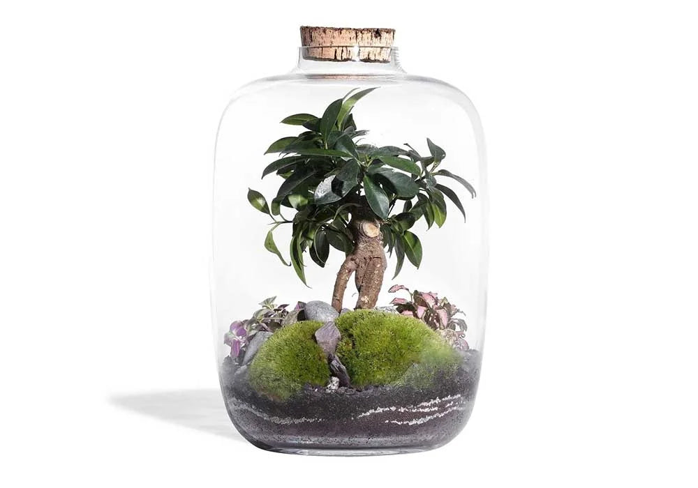 Kit DIY Jungle Cloud Medium