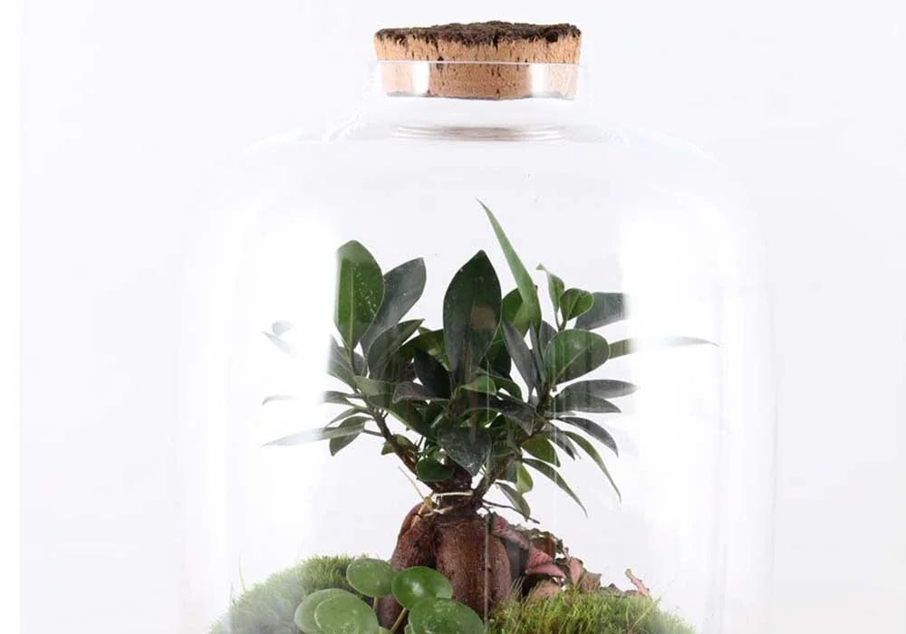 Kit DIY Jungle Cloud Medium
