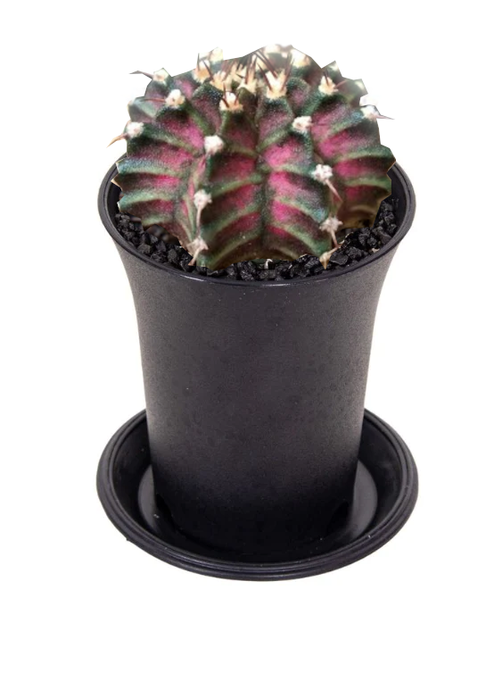 GYMNOCALYCIUM T-Rex 'Variegata'