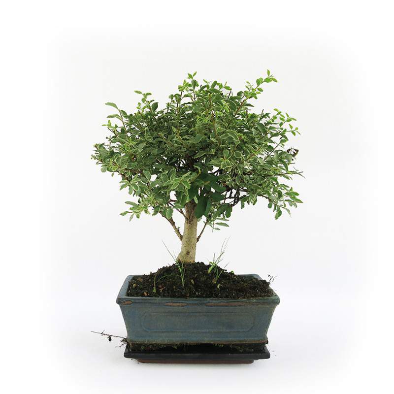 BONSAI Serissa Phoetida (Thousand Star Tree) 5 years