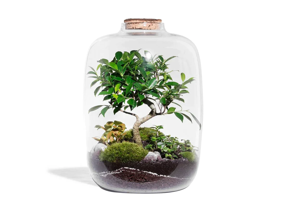 Kit DIY Jungle Cloud Large
