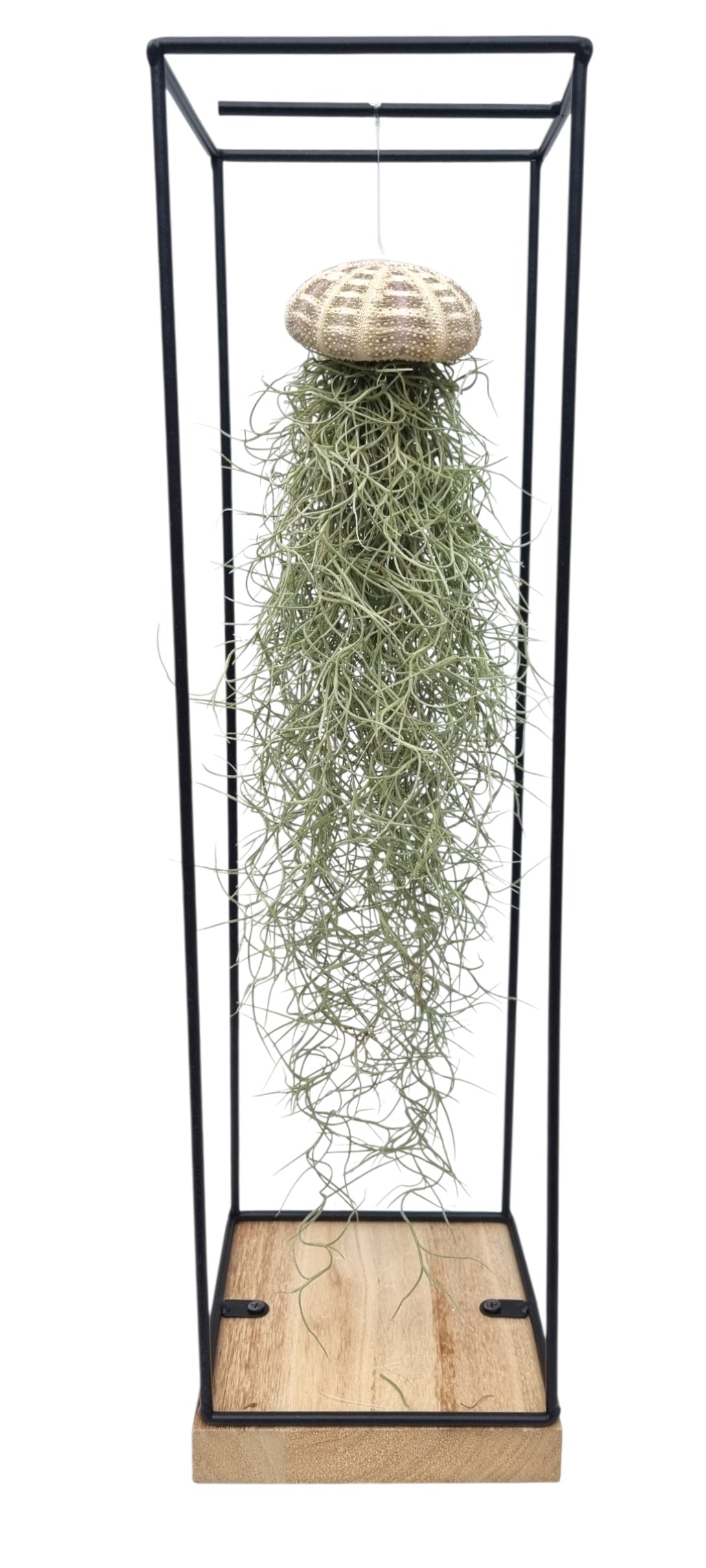 TILLANDSIA usneoides méduse XXL