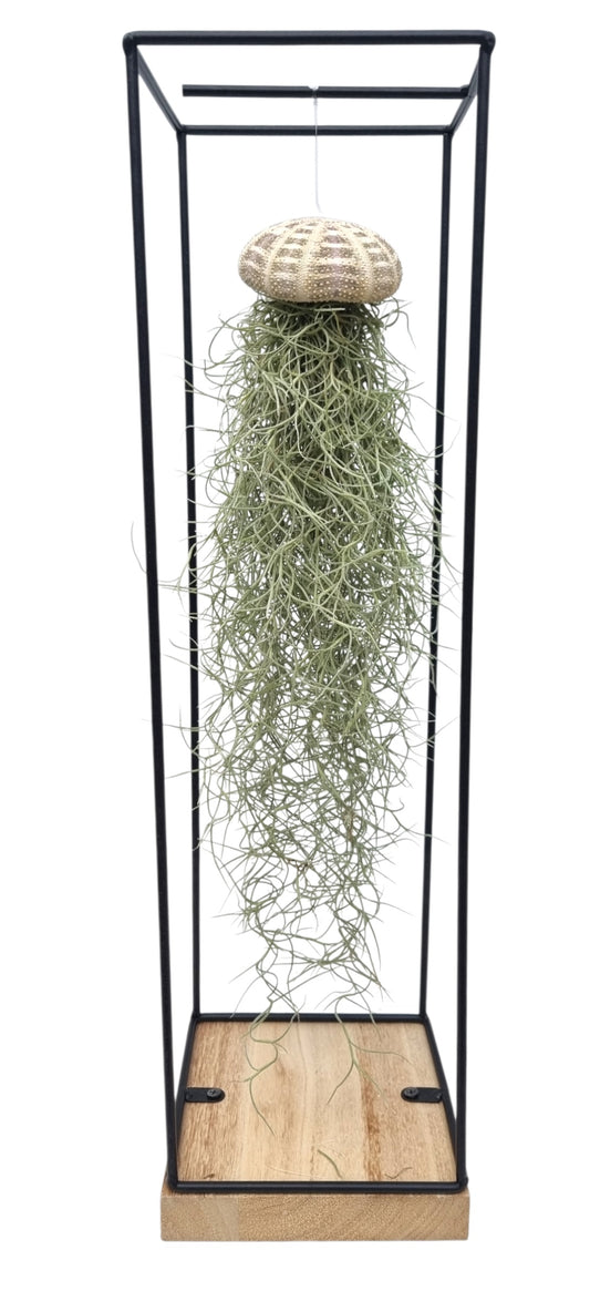 TILLANDSIA usneoides méduse XXL