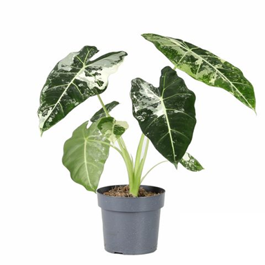 ALOCASIA Hybride Frydek 'Variegata'