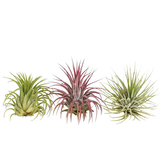TILLANDSIA lonantha TRIO