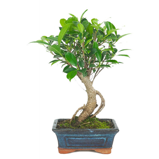 BONSAI Ficus Retusa 5 years 
