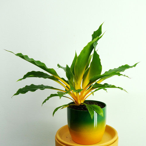 CHLOROPHYTUM Orchidastrum Green Orange