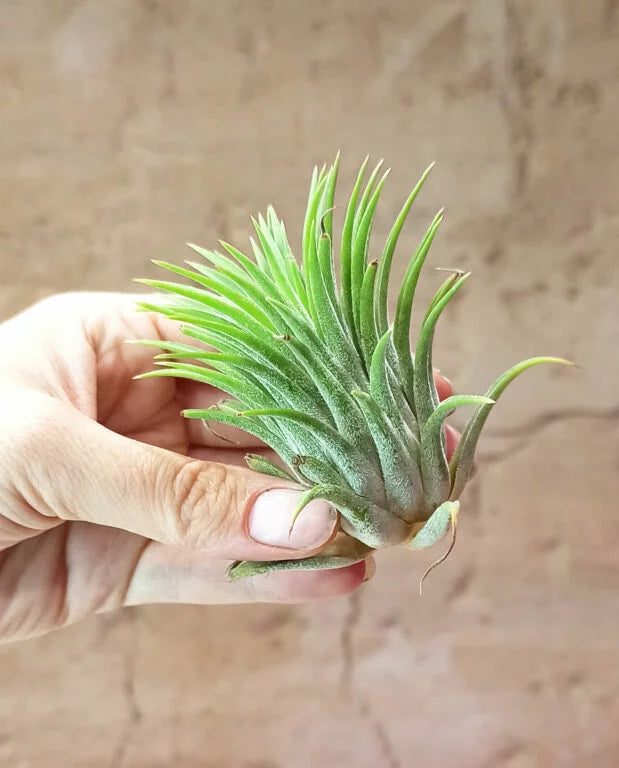 TILLANDSIA lonantha TRIO