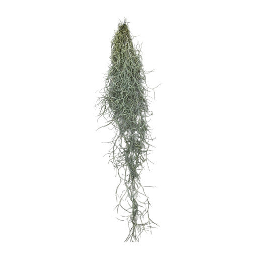 TILLANDSIA useneoides barbe du vieillard XXL