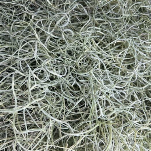 TILLANDSIA usneoides méduse XXL