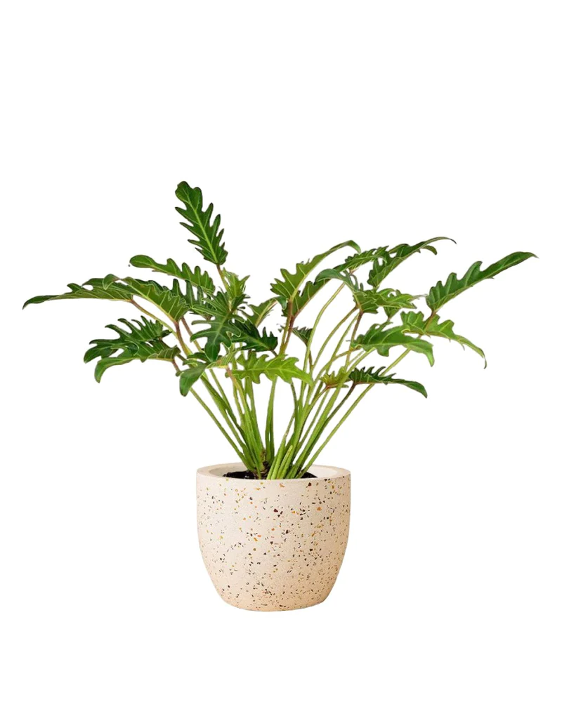 philodendron xanadu png PHILODENDRON Xanadu – Jungle Factory
